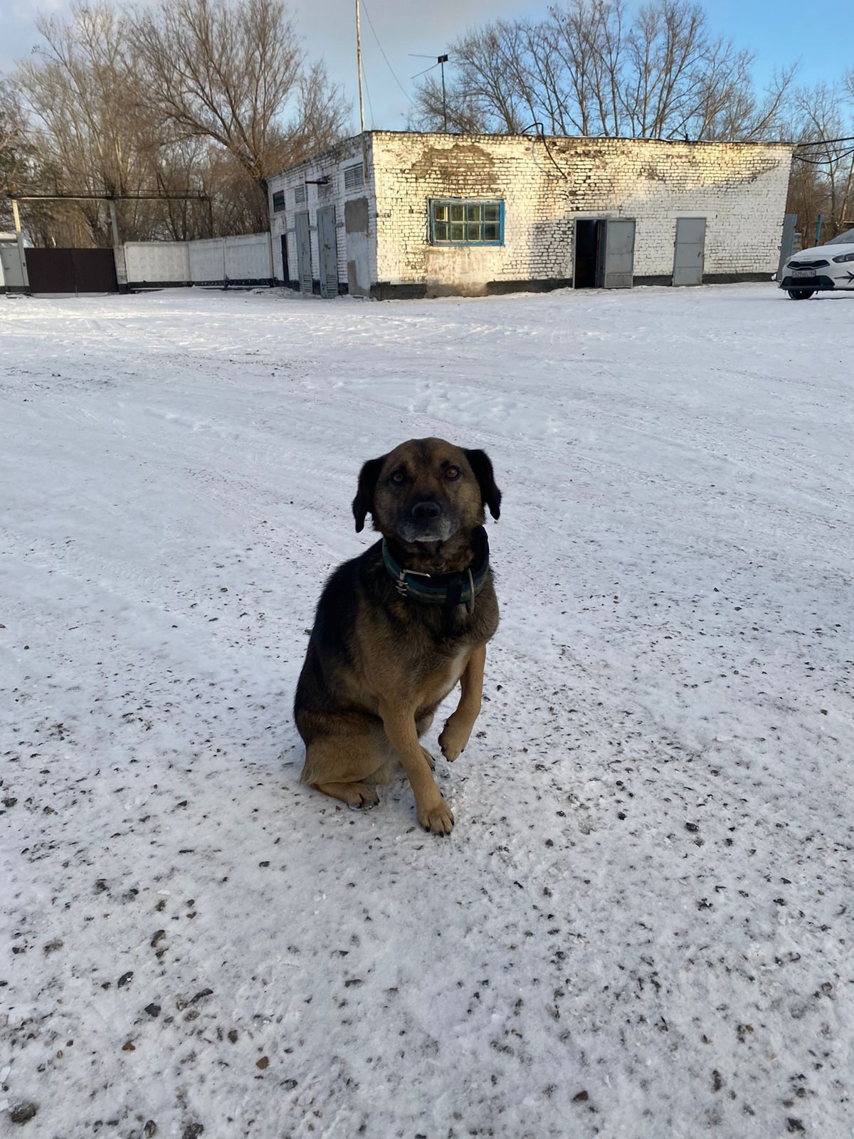 Павлодарлық Хатико: адалдық пен үміт туралы әсерлі оқиға