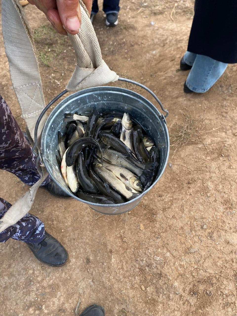 В реку Есиль выпущено более 237 тысяч сеголеток белого амура