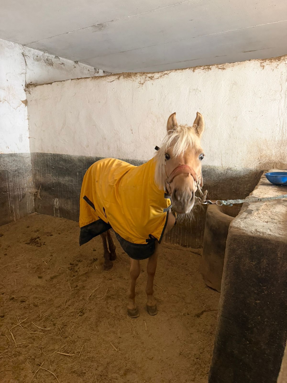 В Алматы решён вопрос размещения лошадей на зимний период