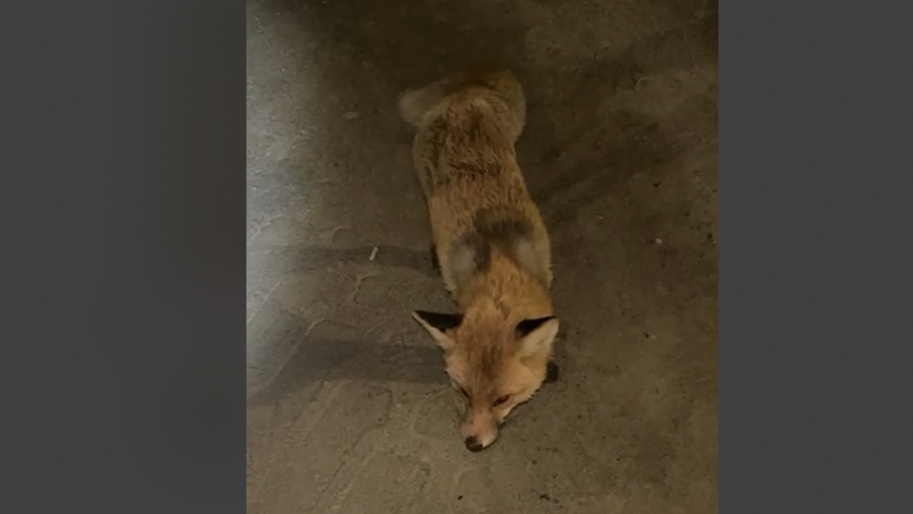 В Житикаринском районе приняты меры по предотвращению инцидентов с дикими животными