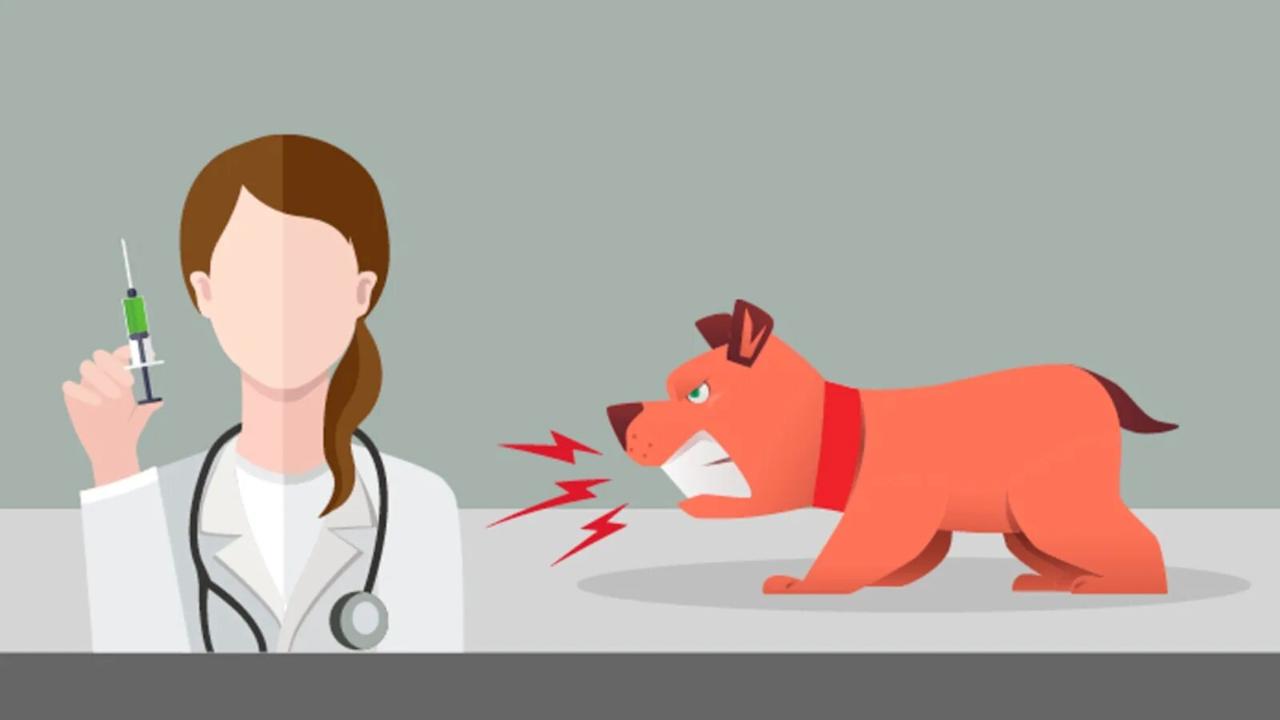 Профилактика бешенства