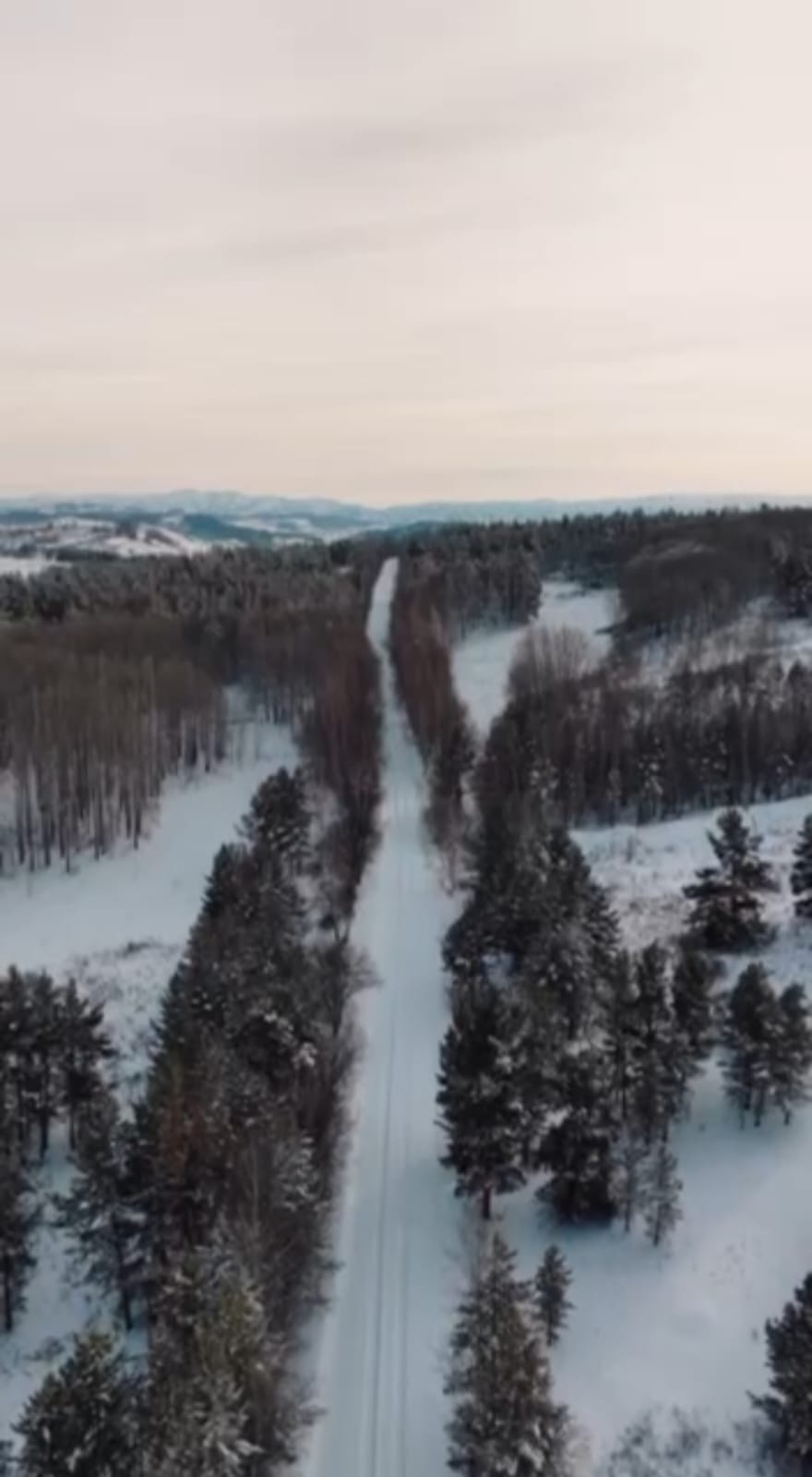 Асу-Бұлақ орман шаруашылығында келешекте қылқан жапырақты ағаштарды отырғызу үшін шырша мен қарағай бүршіктерін жинау басталды