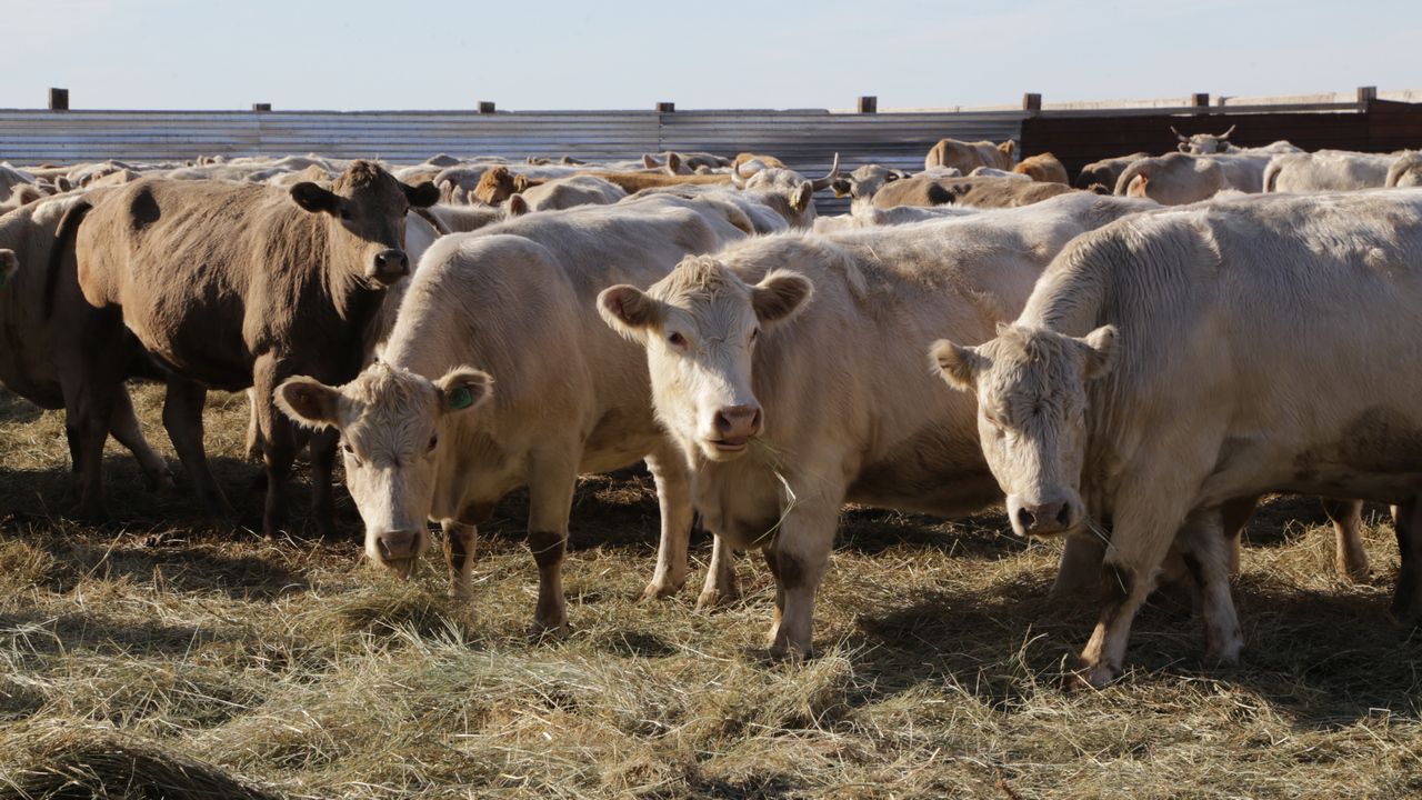 Қарағанды облысының шаруалары малдың қыстауына толық дайын