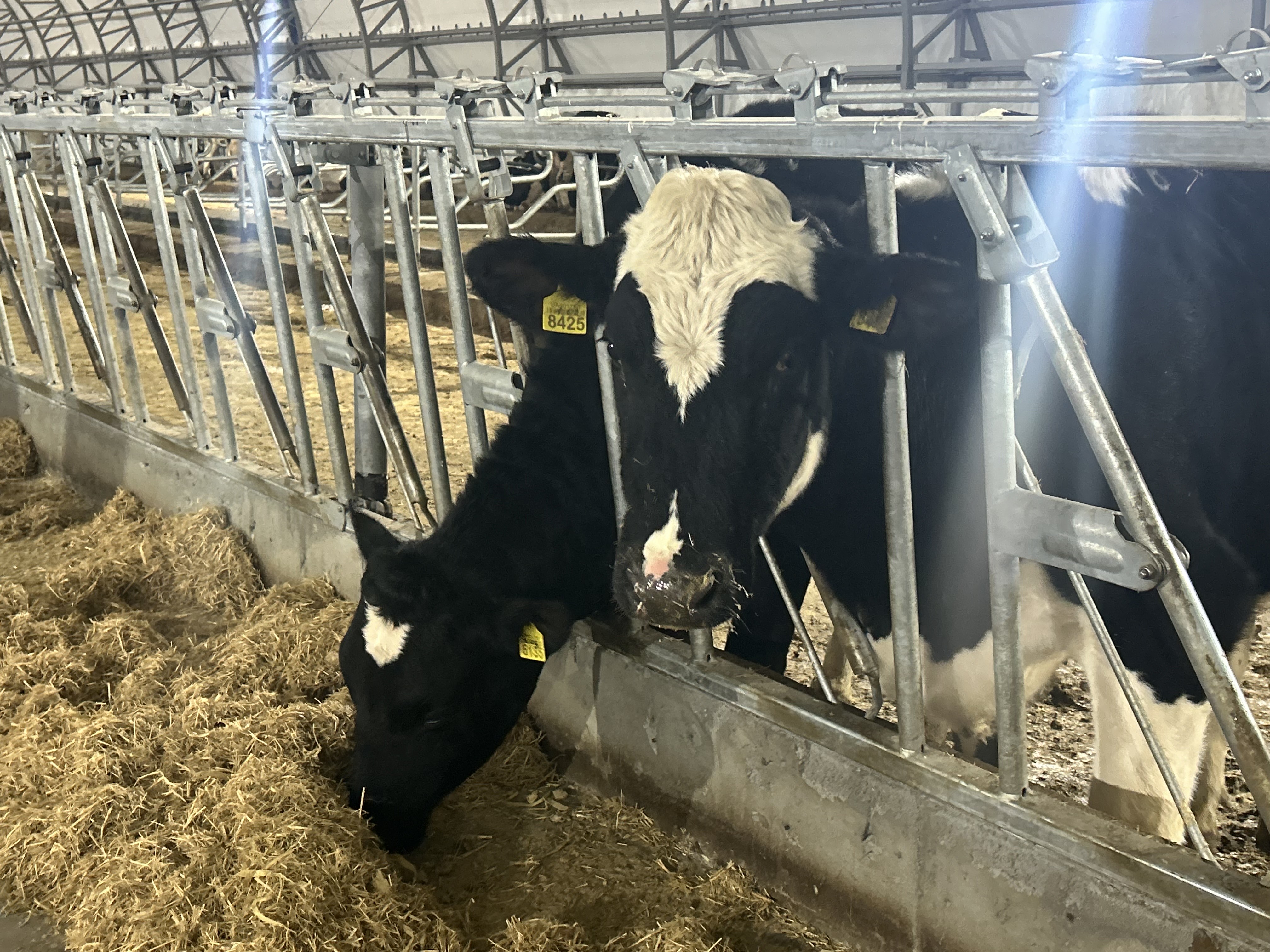 Солтүстік Қазақстан облысының тәжірибесін тарату бағдарламасы аясында М. Жұмабаев ауданындағы Советское ауылында «СК Агро 2050» ЖШС базасында 10 мың басқа арналған ауқымды сүт кешенінің құрылысы жүргізілуде