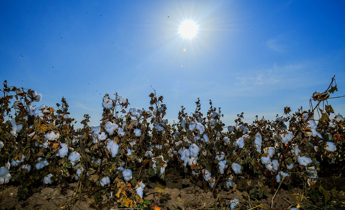 Түркістан облысының АӨК жоғары даму қарқынын көрсетуде