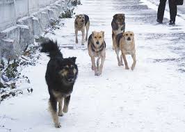 Ход выполнения мероприятий по отлову безнадзорных животных и ответственному обращению с ними