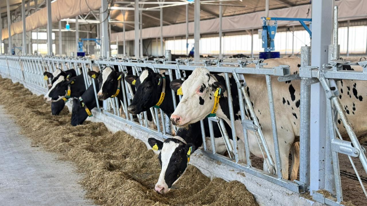 Ақмола облысында қуаттылығы жылына 30 мың бас мал болатын ет консорциумы құрылмақ