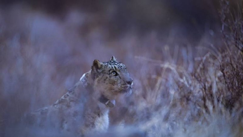 На снежного барса установлено очередное GPS-устройство