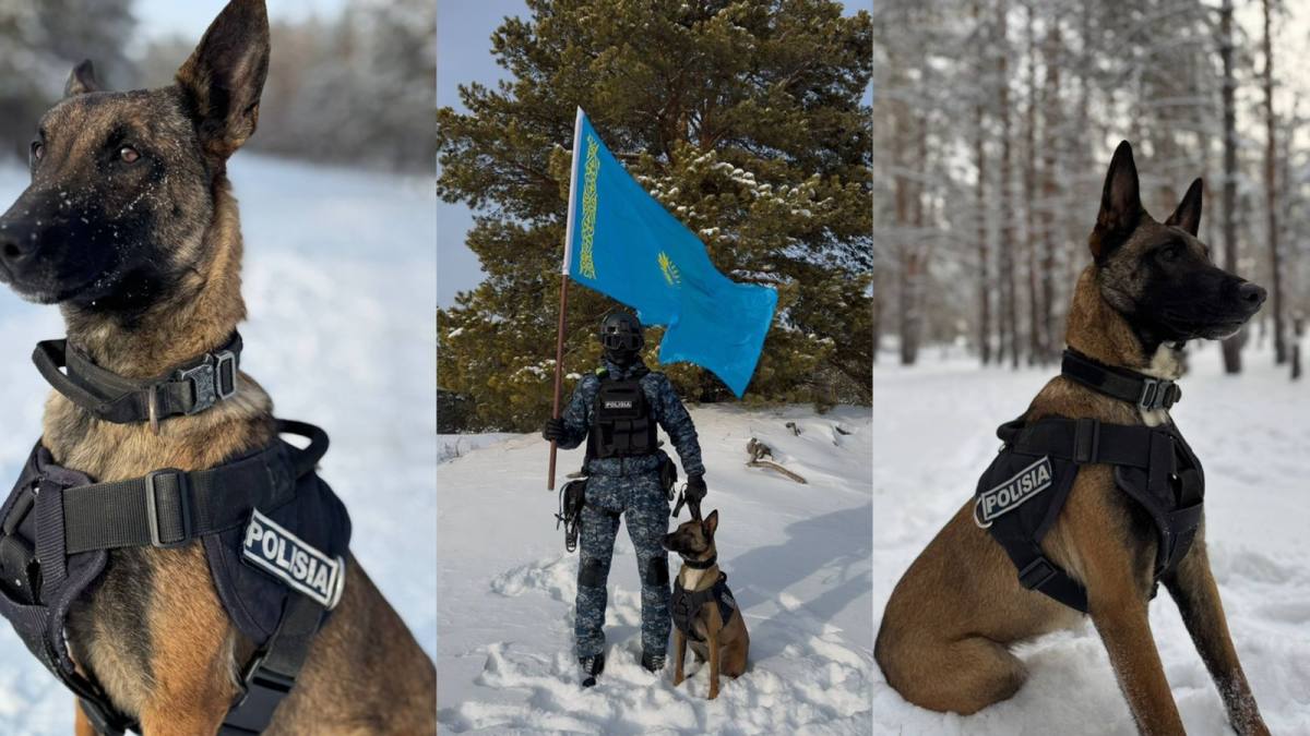 Қызметтік иттер – қауіпсіздіктің сенімді қалқаны