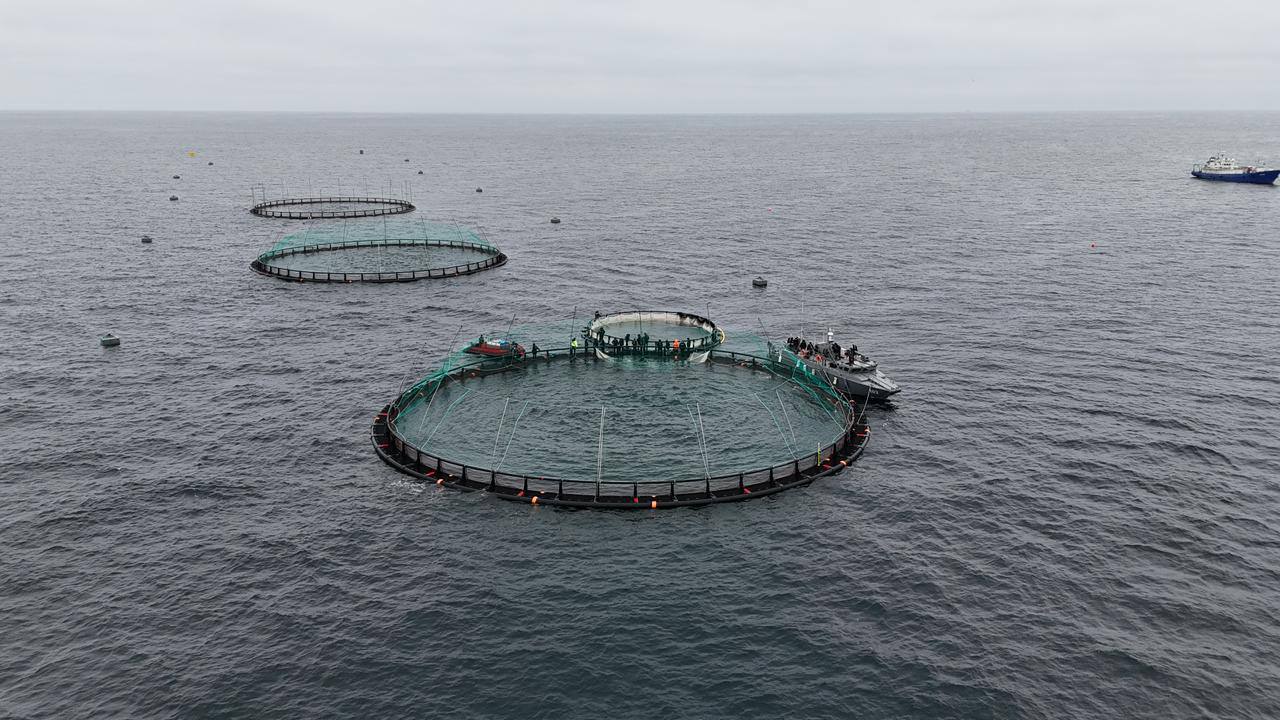 В Мангистау реализуется первый в Центральной Азии проект морской аквакультуры