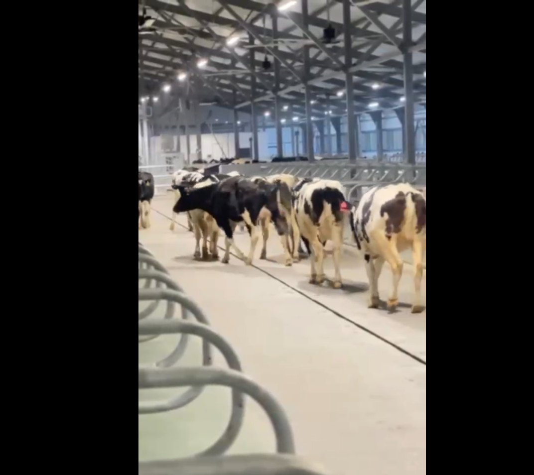 К Дню Независимости: в селе Полянское района Алтай завезено первое поголовье молочного скота.