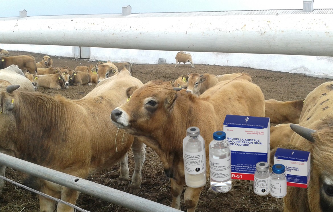 Профилактика Бруцеллеза