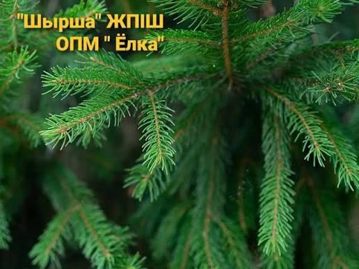 «Ель» жедел-профилактикалық іс-шарасы