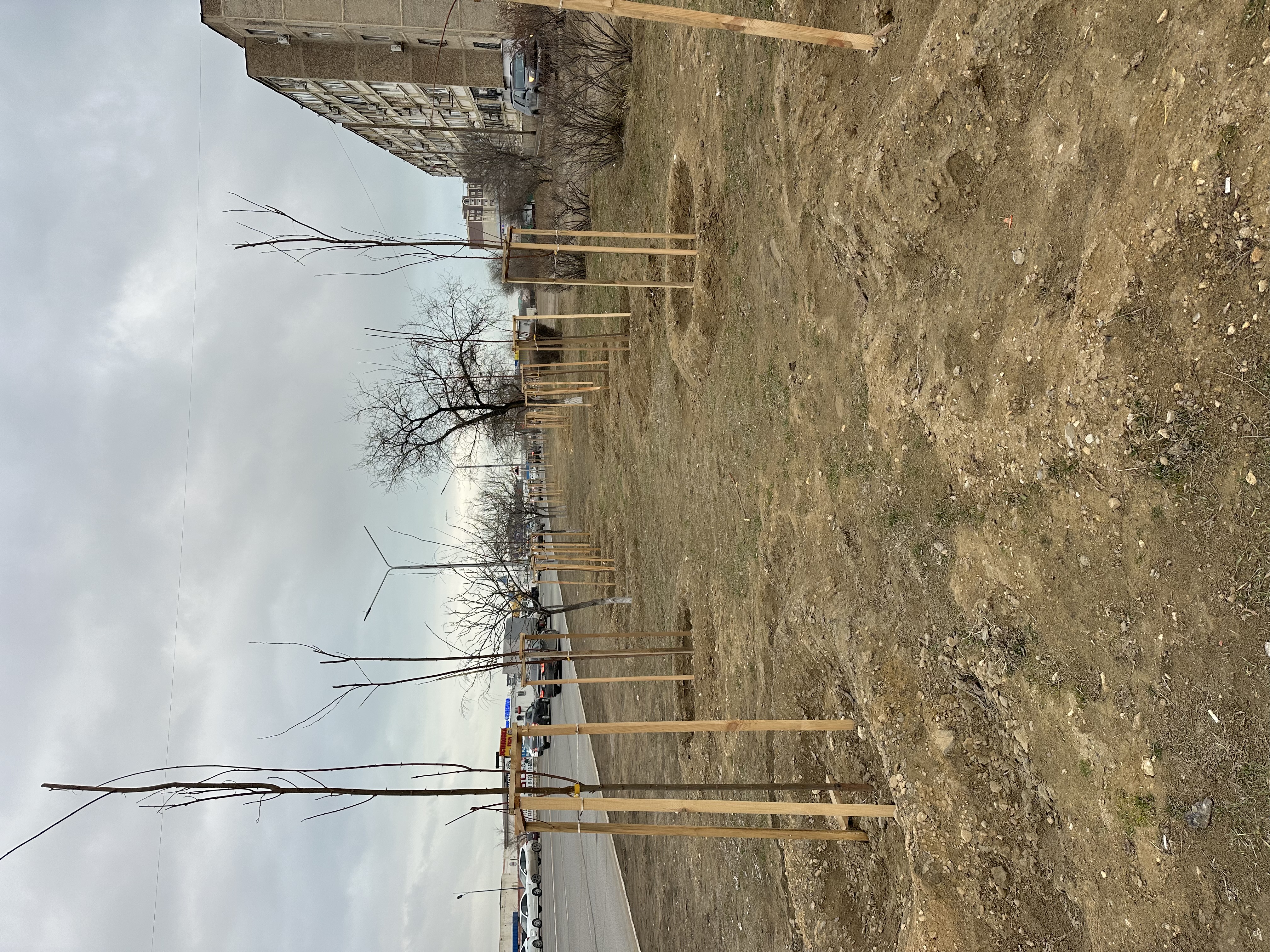 Күзгі ағаш отырғызу жұмыстарына мониторинг