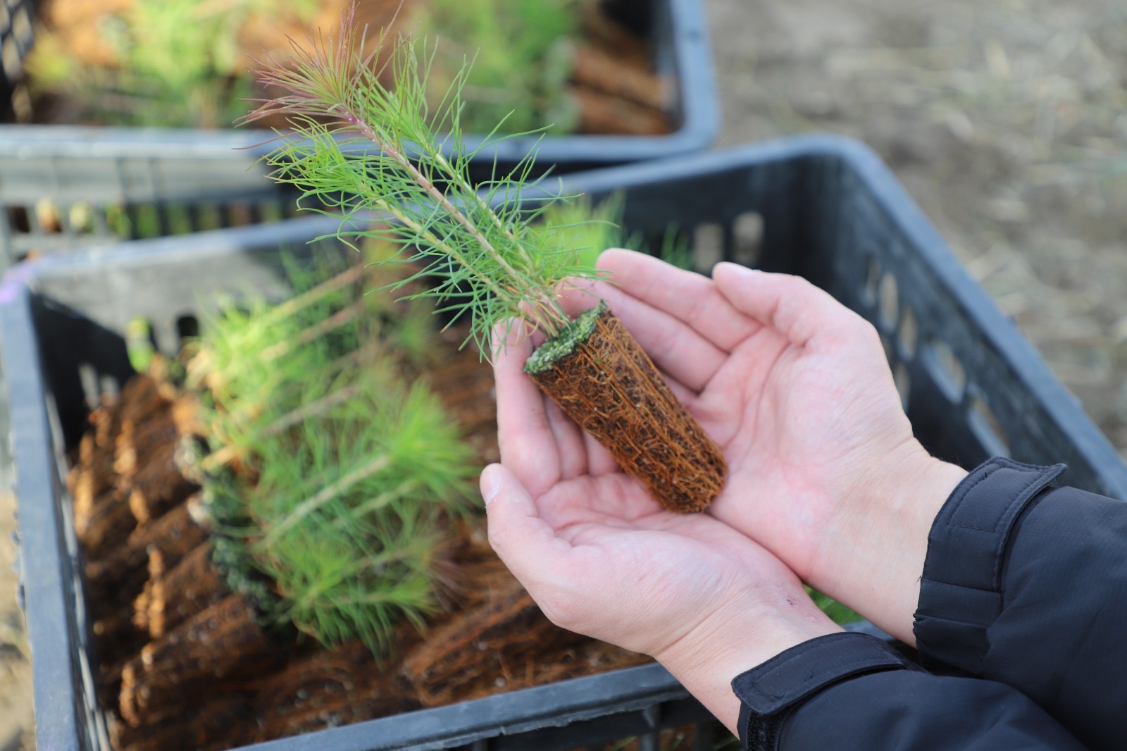 &nbsp;19 наурыз - Жаңару күні