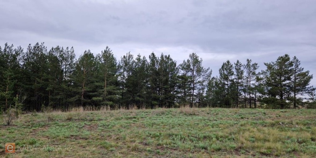 Усиливают охрану хвойных деревьев