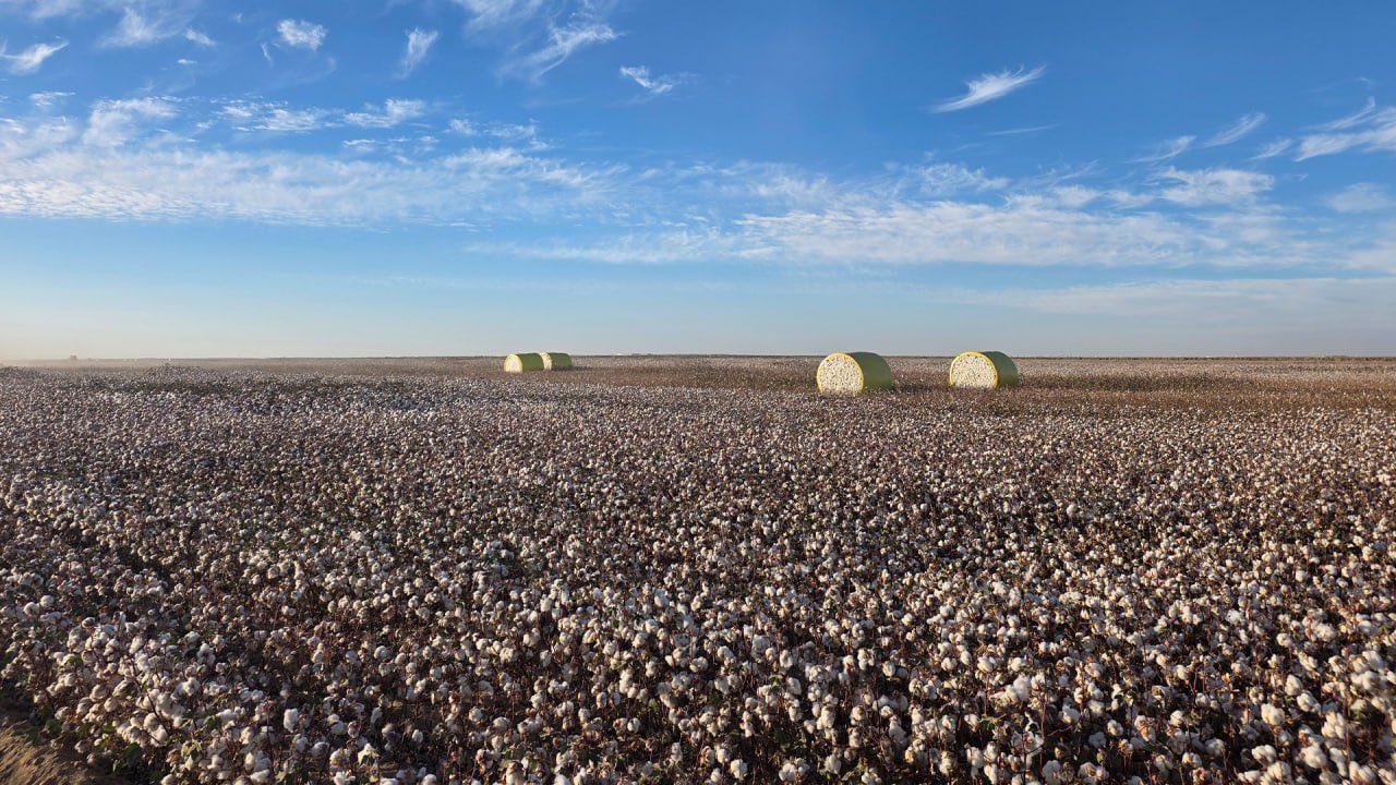 Толық циклді жоба: Түркістан облысында мақта өсіруден бастап киім дайындауға дейінгі ауқымды кластер құрылады