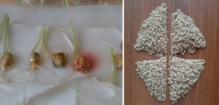 Жаздық дәнді дақылдардың тұқымдық материалының фитоанализі.