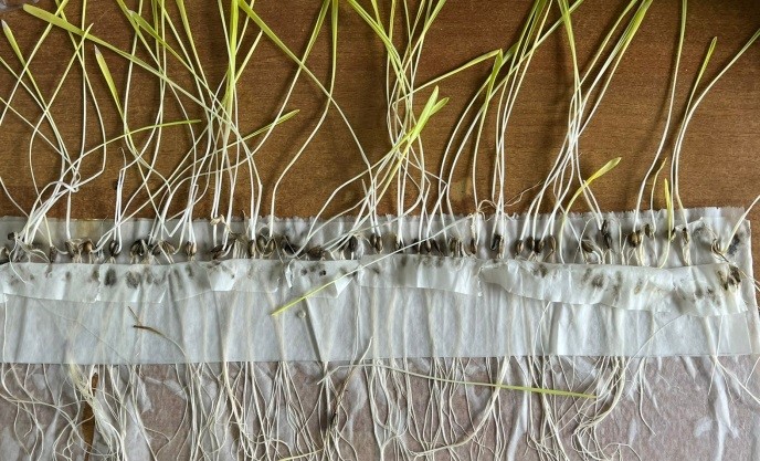 Неліктен фитоанализ соншалықты маңызды