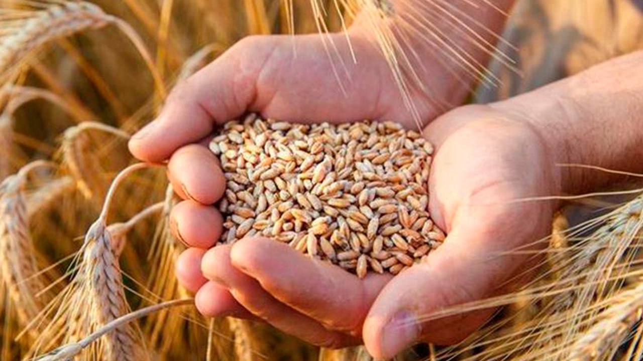 Экспортный потенциал и новые рынки: Казахстан увеличил поставки зерна за рубеж