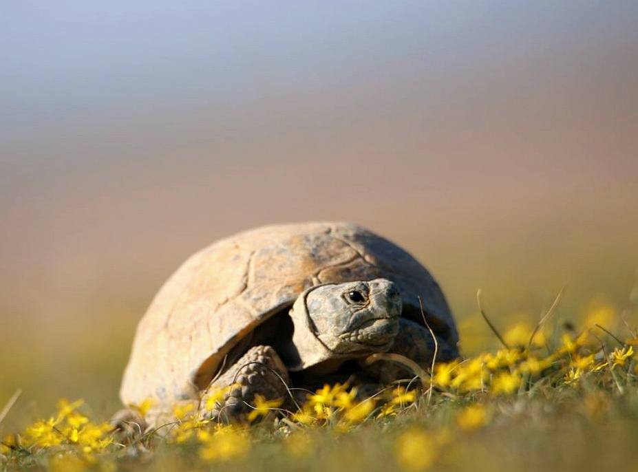 В Казахстане введен запрет на пользование среднеазиатской черепахой и ее дериватами