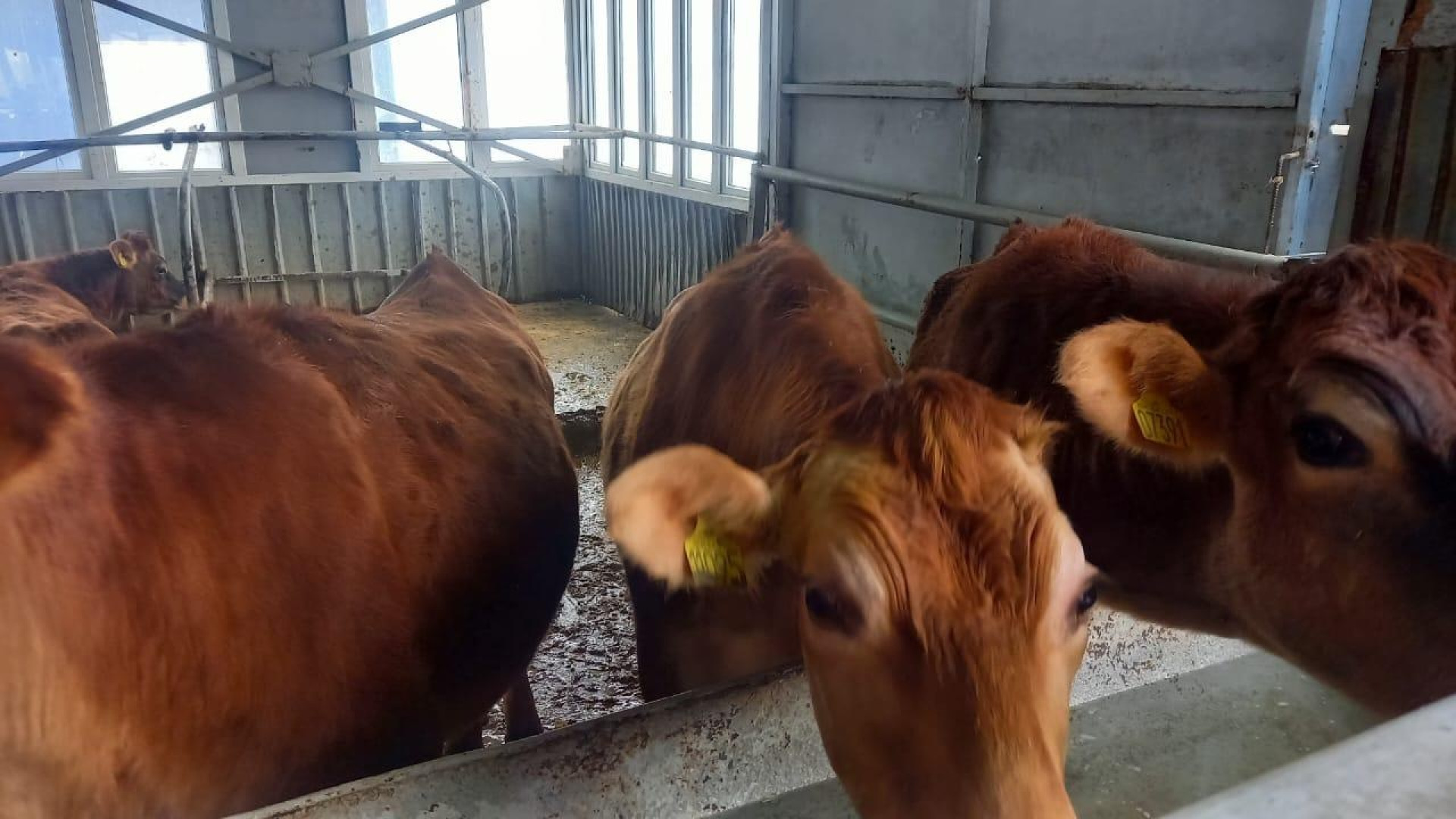 Племенных телят из Дании доставили в Алматинскую область