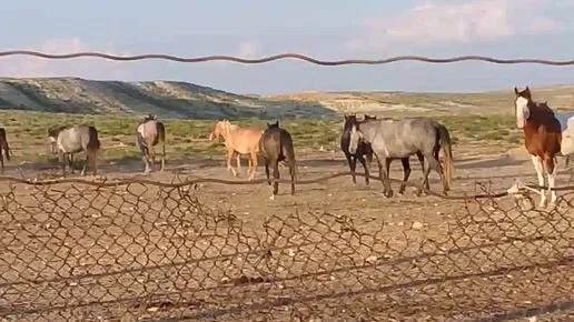 В Бейнеуском районе проведены рейдовые мероприятия в Каратулайском лесном массиве