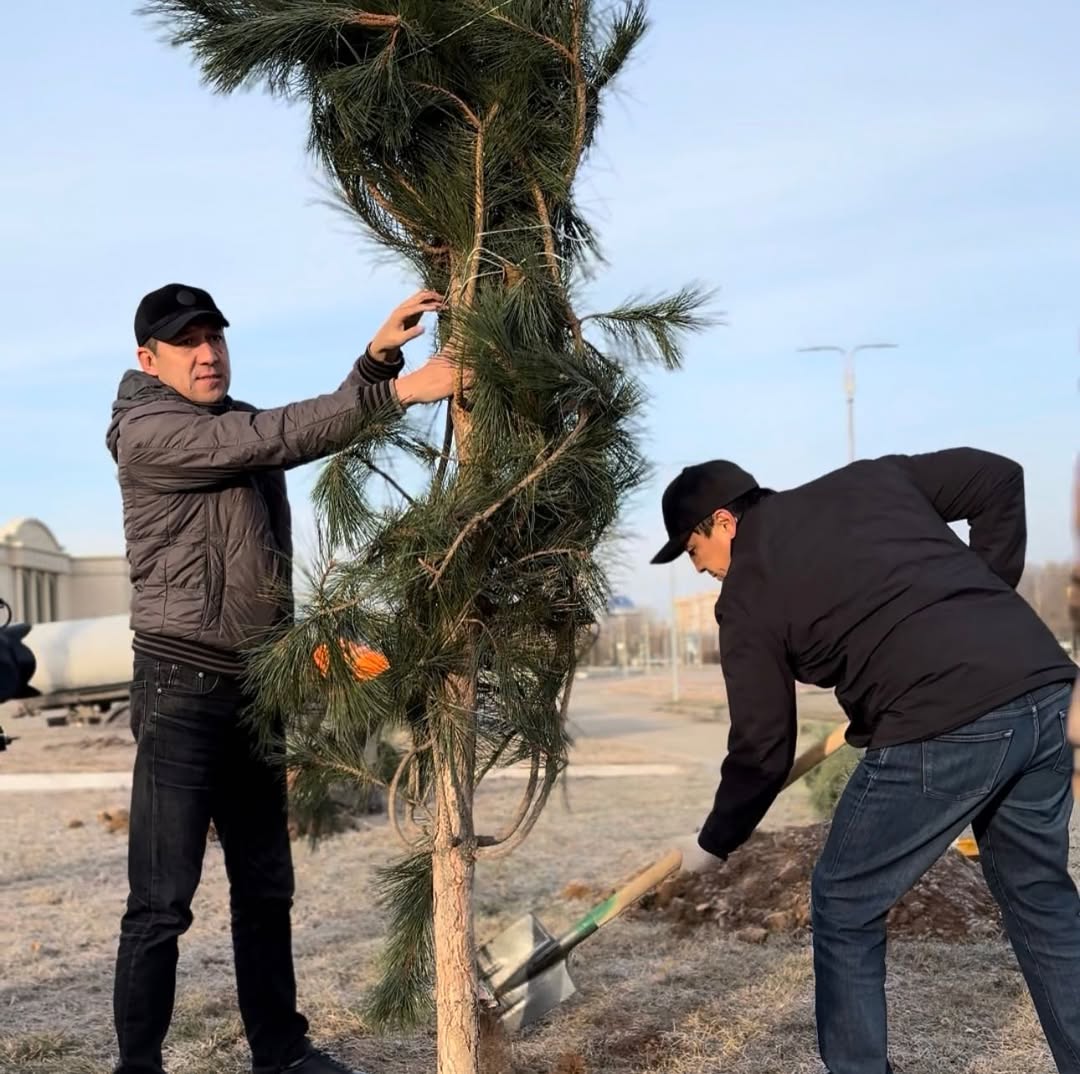 Ақтөбеде 150 қарағай отырғызылды