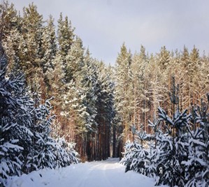 В соответствии с приказом Комитета лесного хозяйства и животного мира РК, с 1 декабря 2025 года усиливаются меры по охране молодняков хвойных пород в предновогодний период.