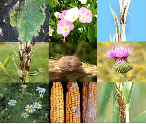 Объявление