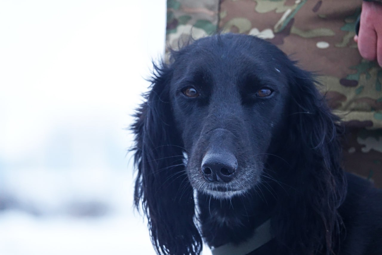 Қарулы күштердің әскери бөлімінде «Айқас» атты тазы қызмет етеді