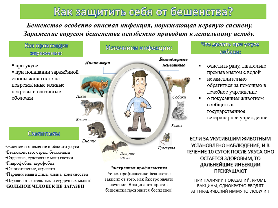 Как защитить себя от бешенства?