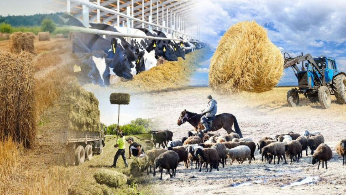 Сельское хозяйство: хлев полон овец, амбар — зерном