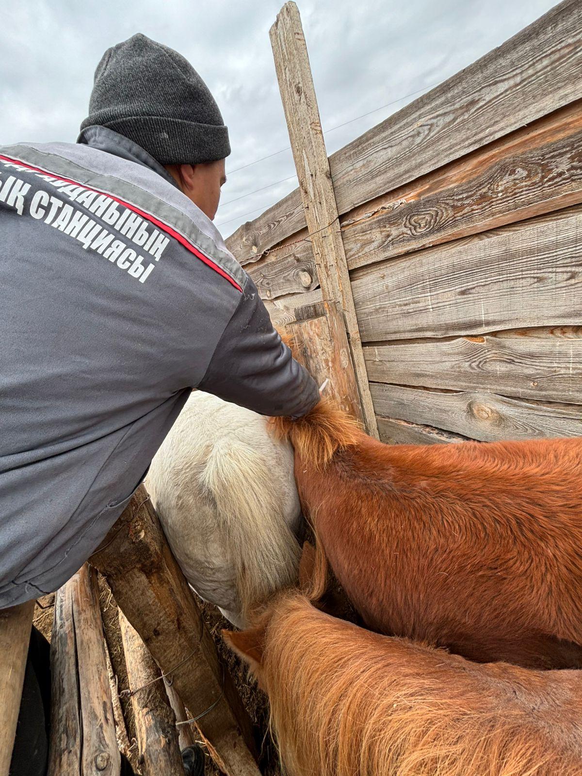 Что такое энзоотические болезни животных?