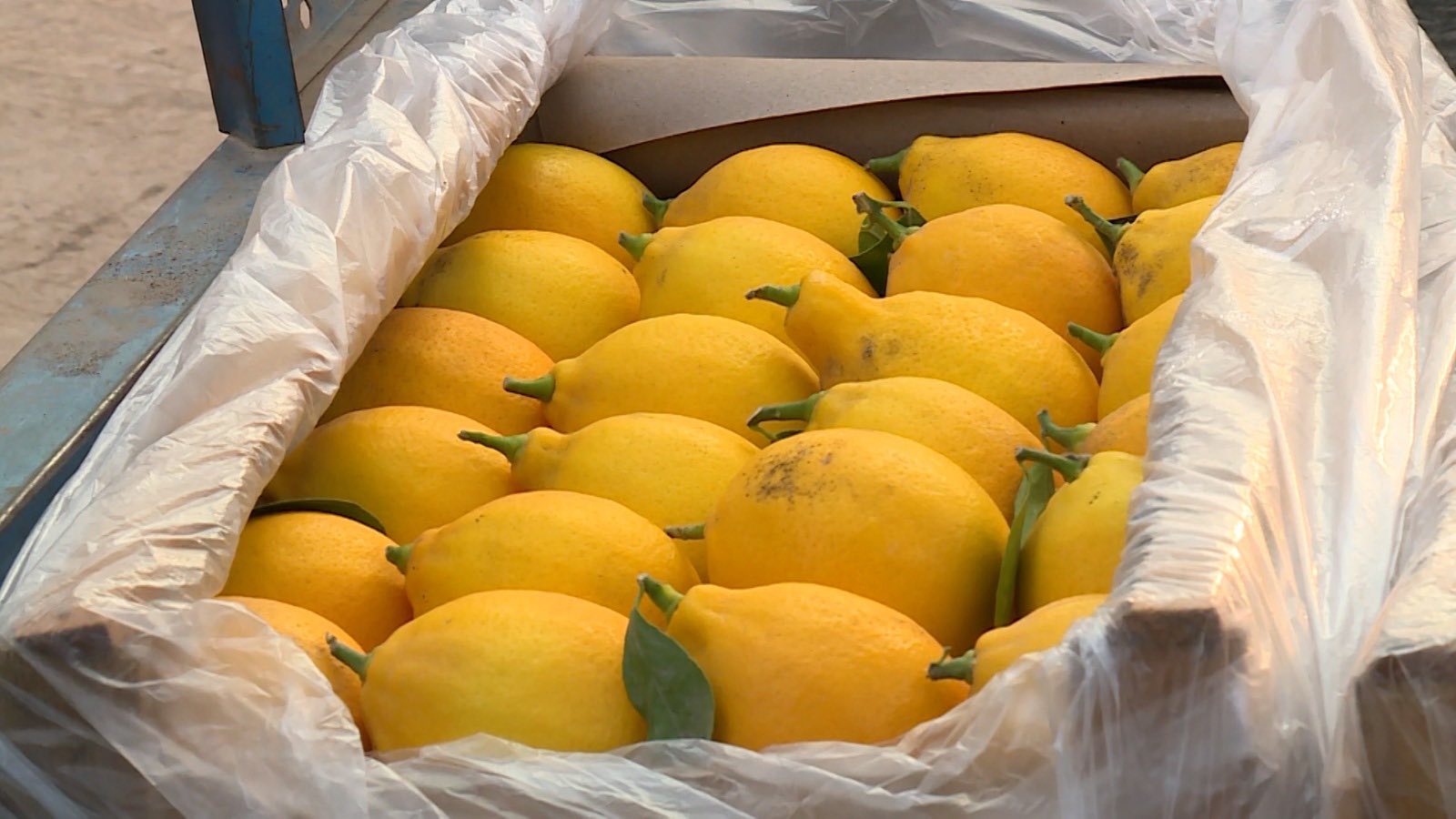 САРЫАҒАШТЫҚ ШАРУА ЖЫЛЫЖАЙДАН ЖЫЛЫНА 200 ТОННА ЛИМОН ЖИНАП ОТЫР