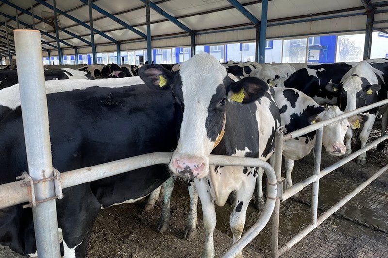 Қостанай облысында мал шаруашылығы саласының тұрақты дамуы байқалады.