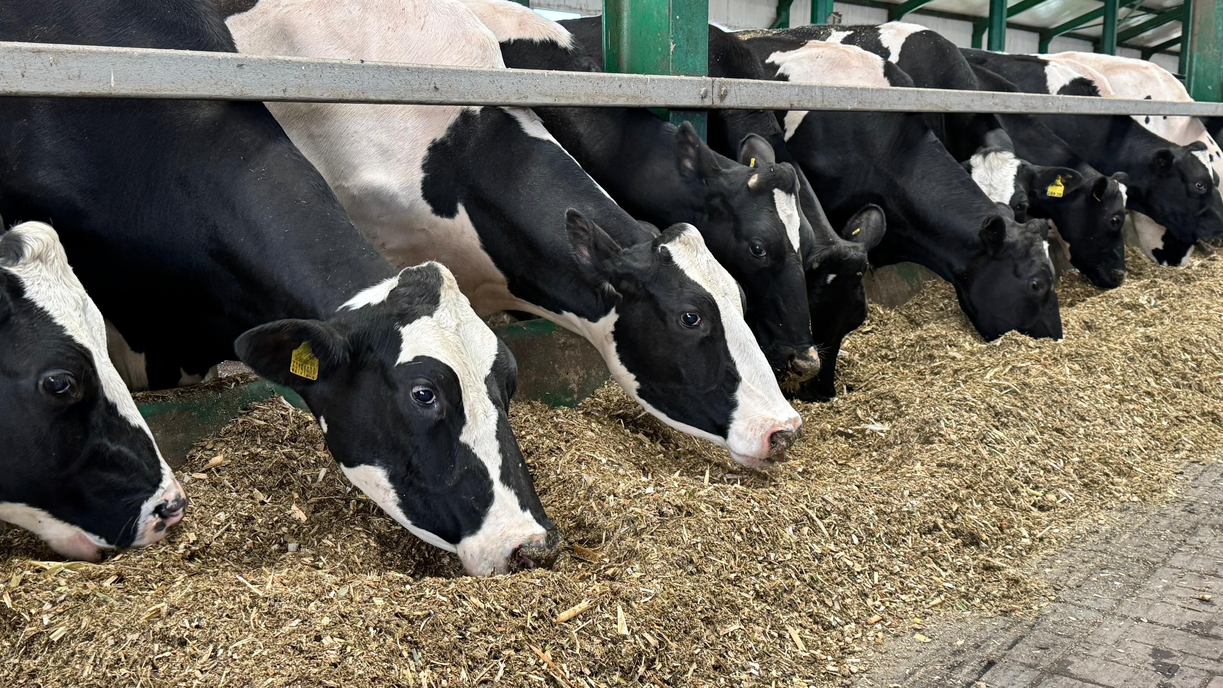 Келер жылы Қостанай облысында мал шаруашылығы саласында 15 жаңа инвестициялық жоба іске қосылады