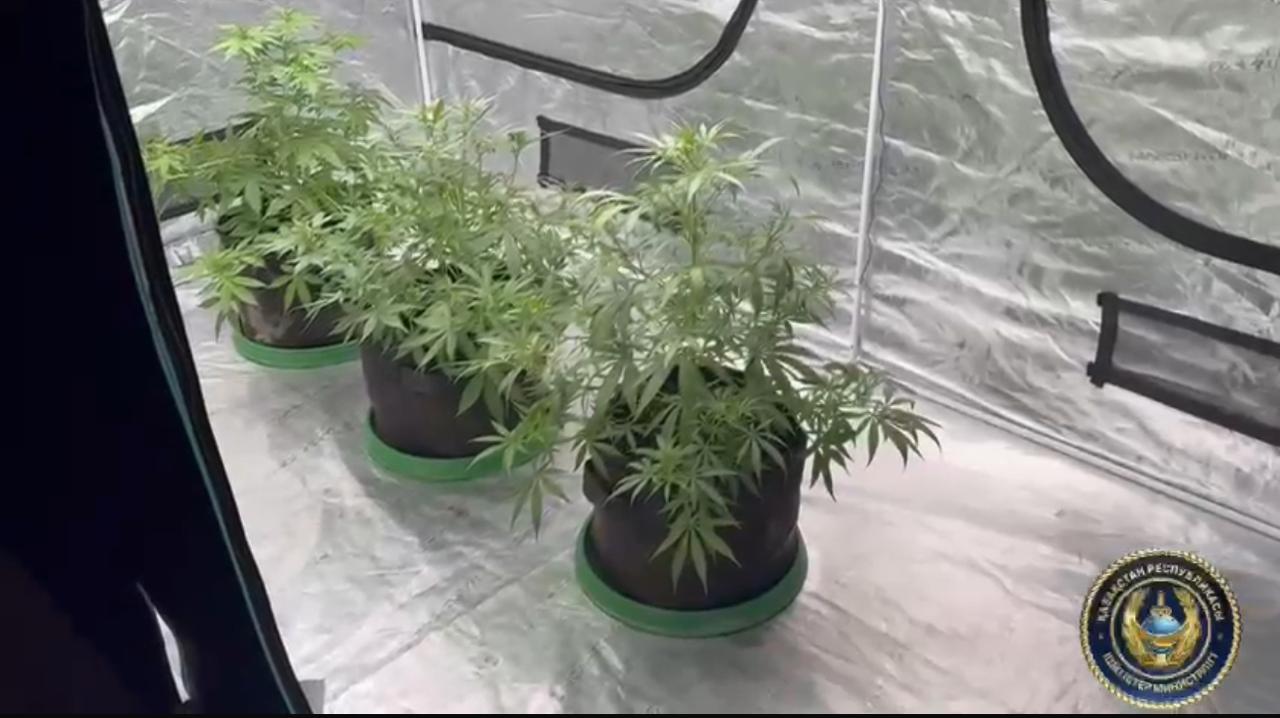 В Ауэзовском районе выявлена квартира, где выращивали запрещённые растения