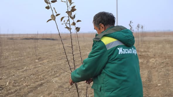 ТҮРКІСТАН: АРЫСТА 5 ГЕКТАР АЛҚАПҚА АЛМА БАУЫ БОЙ КӨТЕРДІ