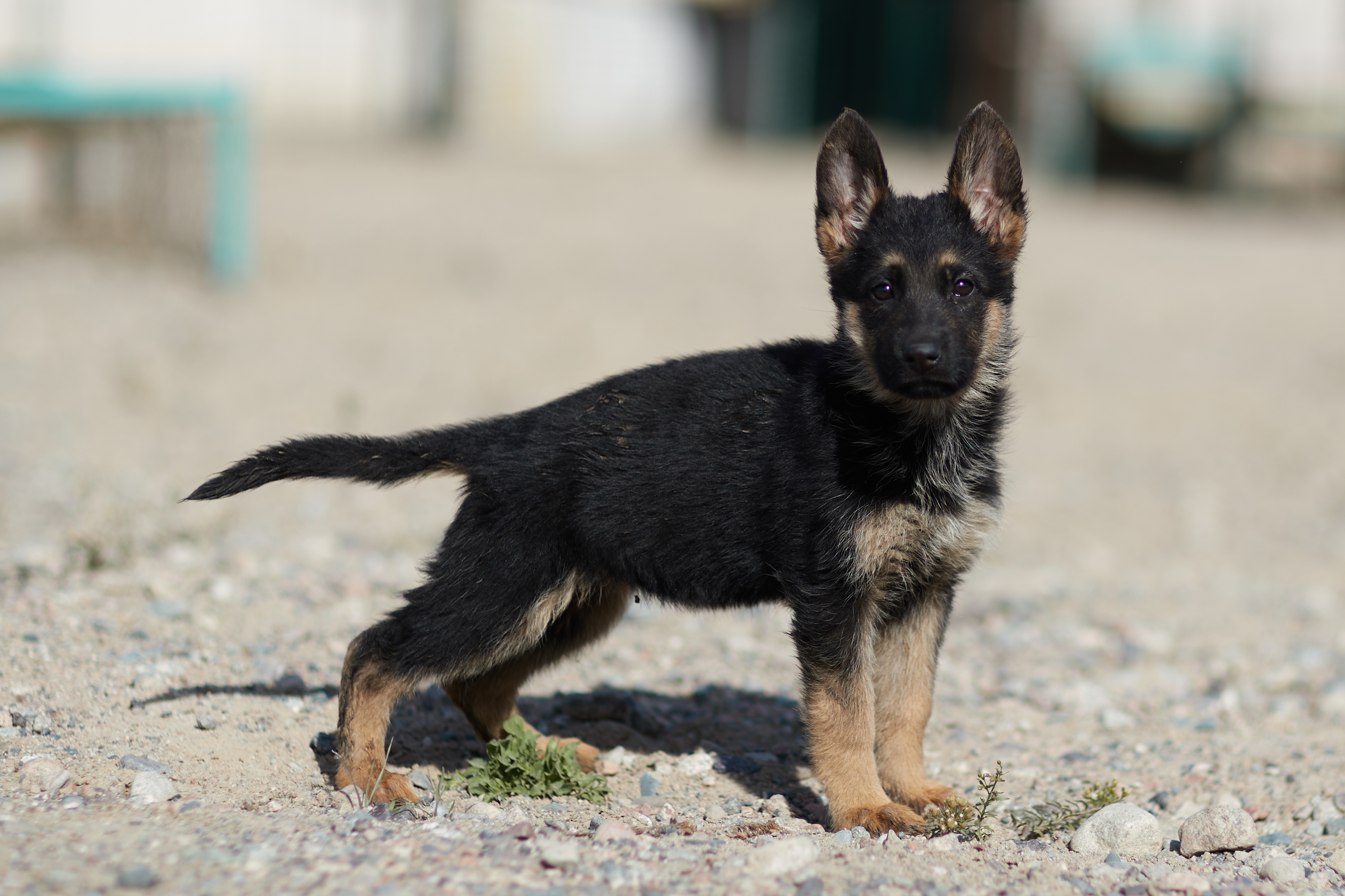 Щенки тоже готовы служить стране: в Нацгвардии увеличивается число породистых служебных собак
