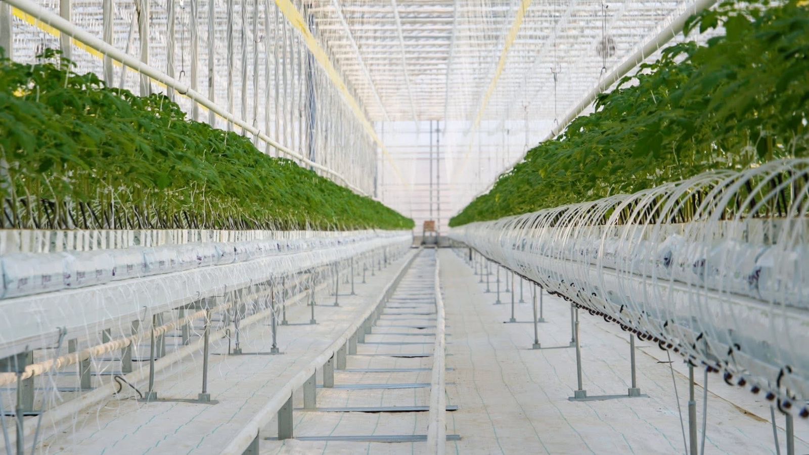 Түркістан облысында жылына 27 000 тонна көкөніс өндіретін жылыжай кешені іске қосылды