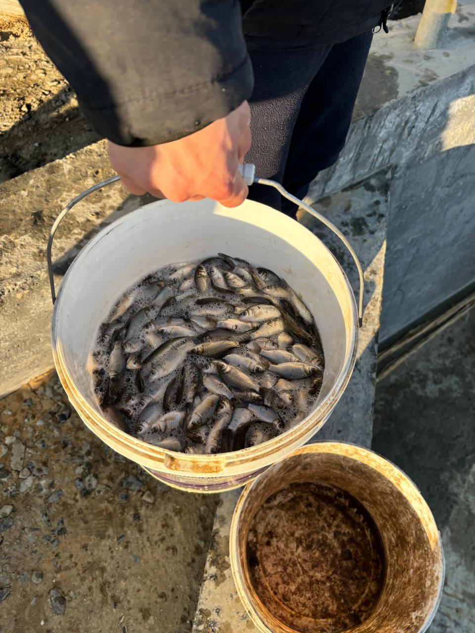 В Жылыойском районе спасают рыбу из отшнурованного водоема