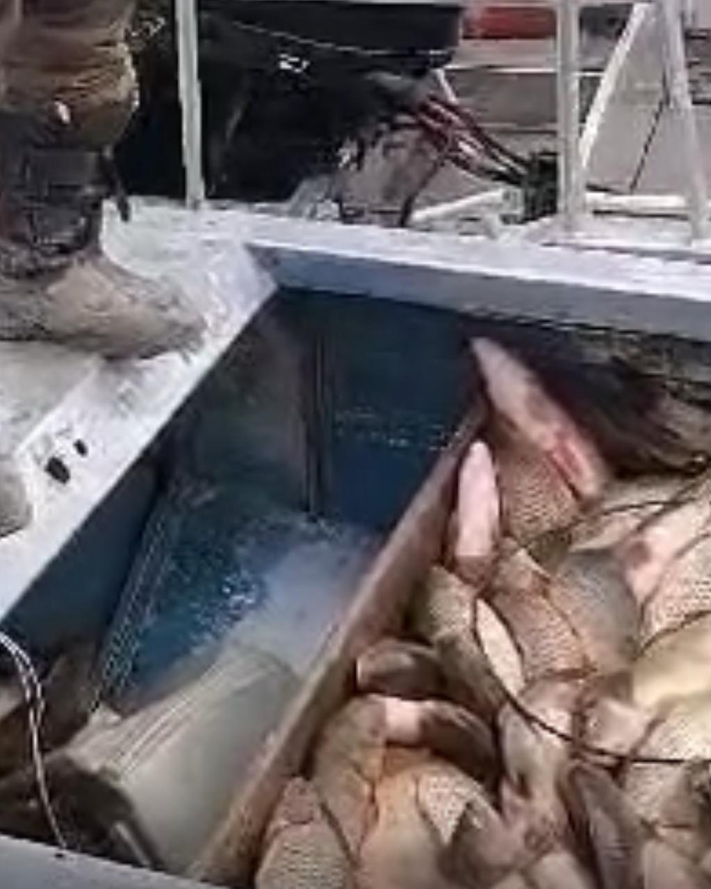 Незаконный вылов рыбы в Шардаринском водохранилище