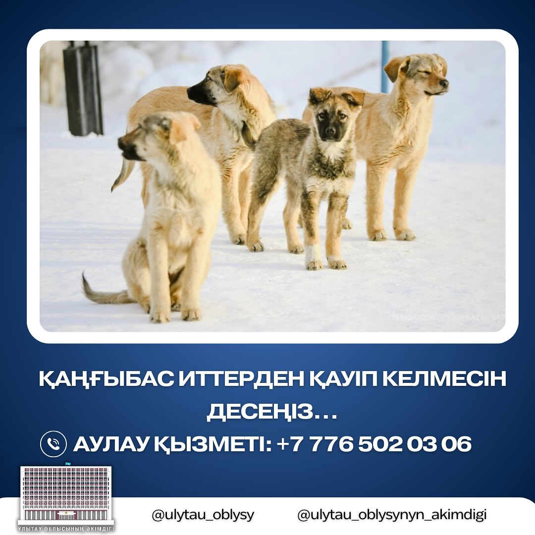 Қаңғыбас иттерден қауіп келмесін десеңіз