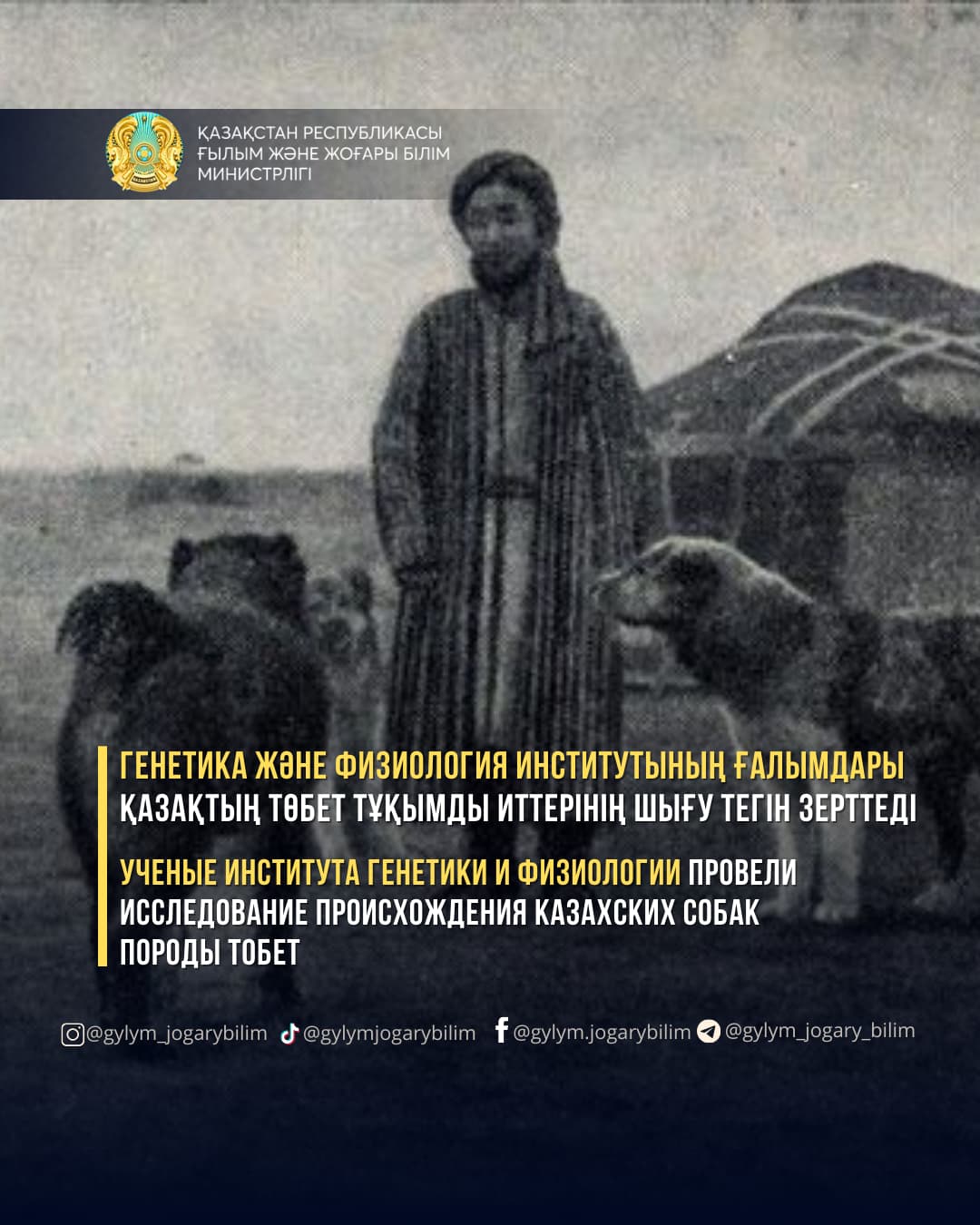 Генетика және физиология институтының ғалымдары қазақтың төбет тұқымды иттерінің шығу тегін зерттеді