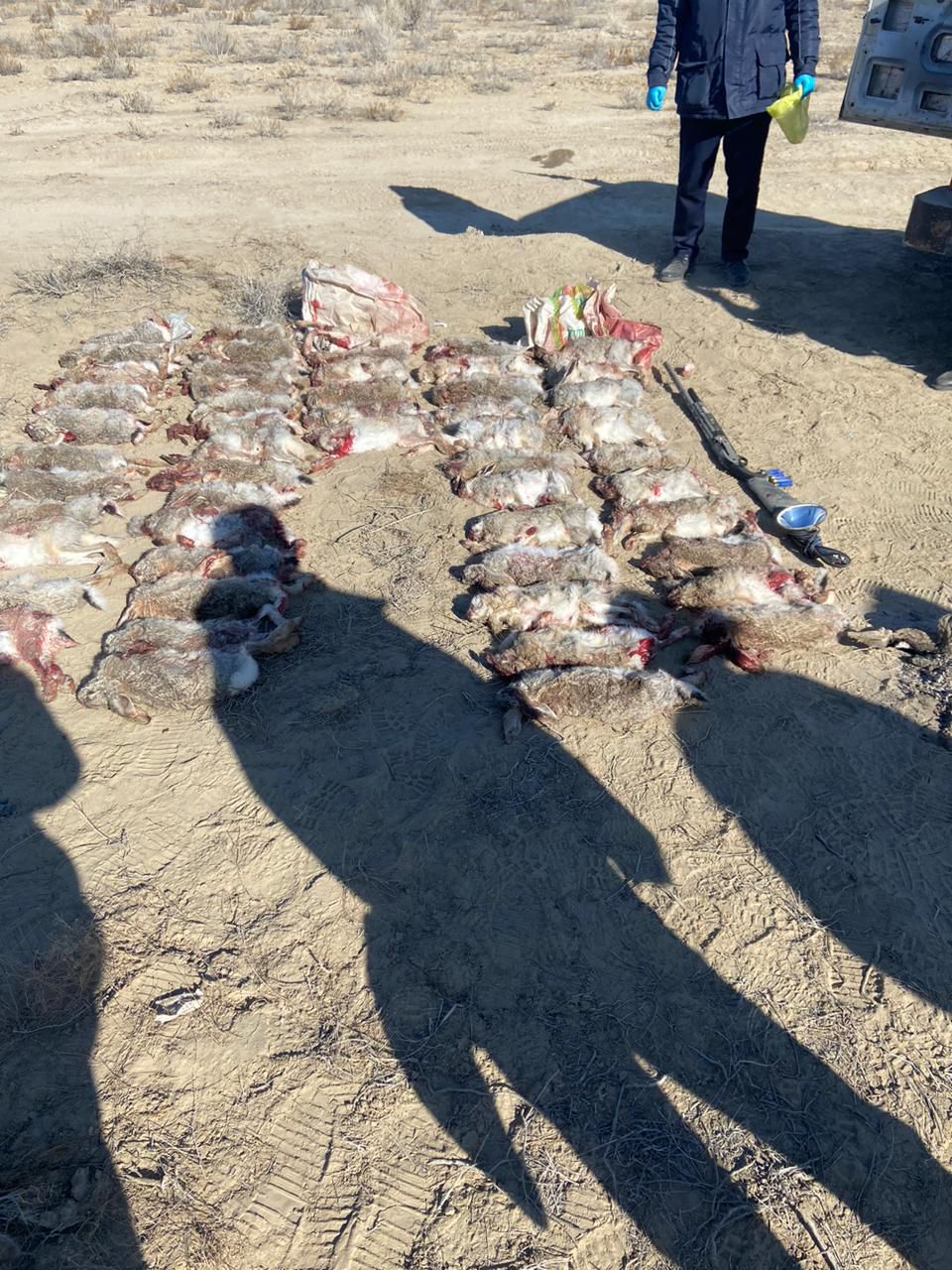 В Кызылординской области выявлен факт браконьерства