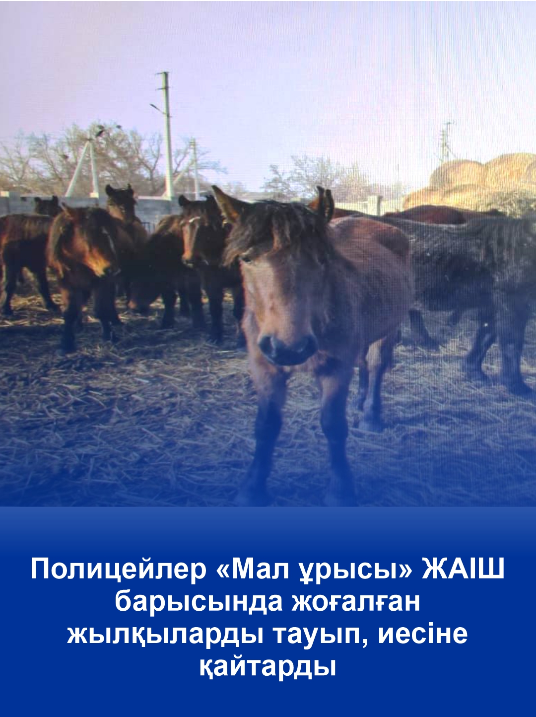 ОПМ «Скотокрад»: полицейские нашли и вернули пропавших лошадей