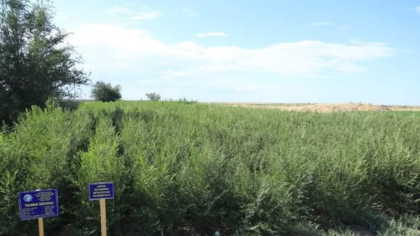 ТҮРКІСТАН ОБЛЫСЫНДАҒЫ ТҰҚЫМБАҚТАРДА 30 МЛН-ҒА ЖУЫҚ КӨШЕТ ӨСІРІЛГЕН