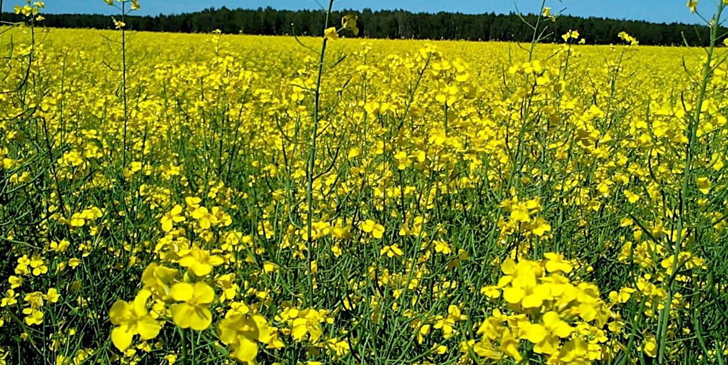 Үлгілерімен жыныстық қатынас Жыныстық қатынастағы миссионерлік ұстаным