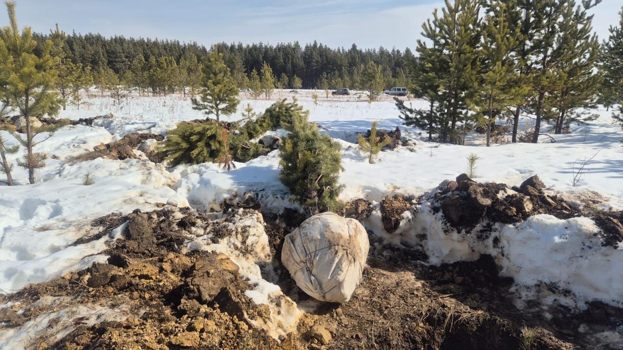 Хищение хвойных деревьев предотвратили в Акмолинской области